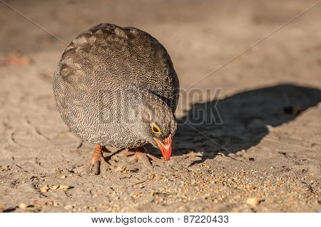 Common Quail Feeding