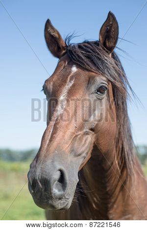 Potrait Of A Polo Horse, Traveling Argentina.