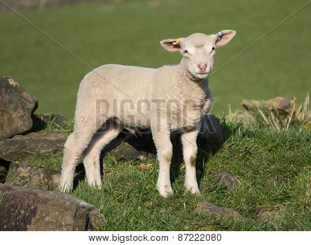 Cute Spring Lambs, West Yorkshire
