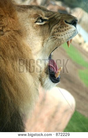 Kükreyen Aslan