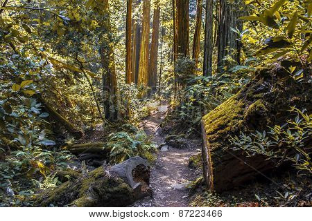 Nature Trail in Northern California