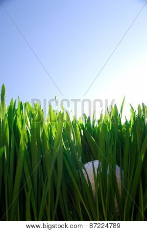Golf Ball
