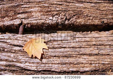 Leaf Tree On A Wood Table