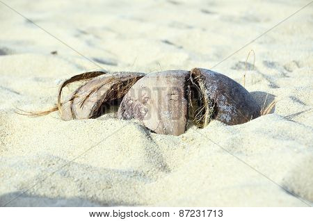 Old Coconut On The Beach