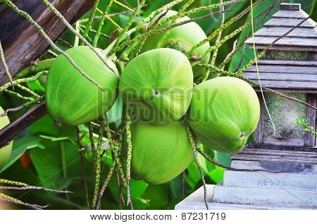 Young Coconuts on the tree