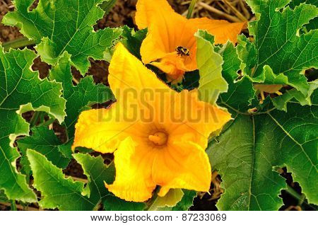 Pumpkin Flower