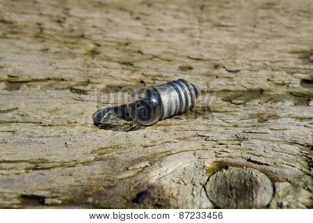 Incandescence Bulb 3 Volts.