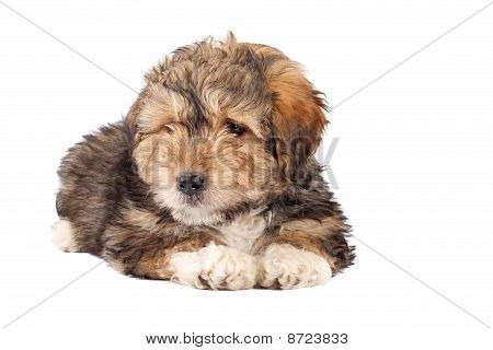 Bearded Collie Welpe