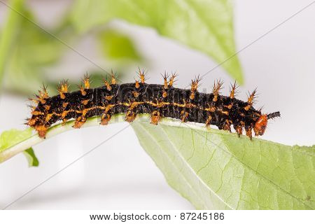 Caterpillar Of Great Eggfly Butterfly