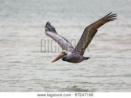 Brown Pelican In Flight