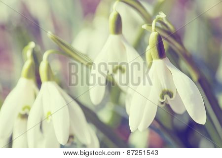 Snowdrop Bloom In Springtime In Abstract Colors