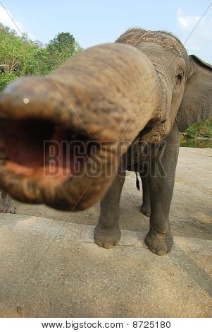 Elefant