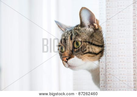 Little Gray Striped Cat