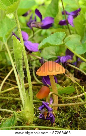 Violet Flowers And Small Esculentus Mushrooms