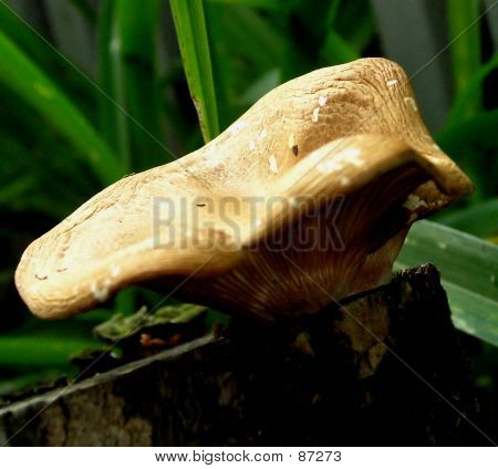 Champignon en bois 5
