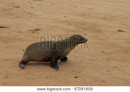 Cape Fur Seals