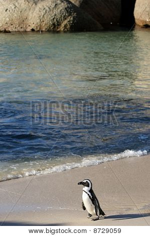 Pinguino africano & Beach