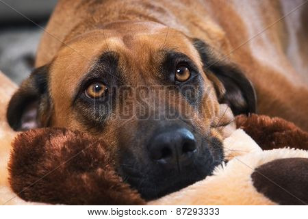 Detailed portrait of a Rhodesian Ridgeback dog