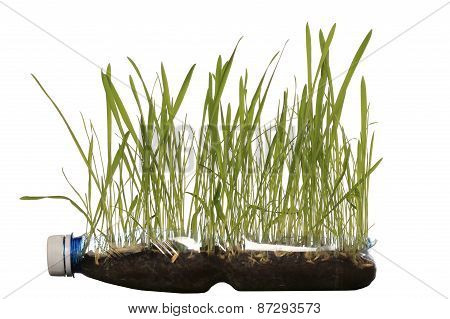 Green Grass