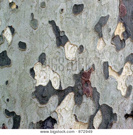 Texture bois
