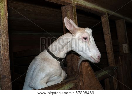 Saanen White Goat In Barn