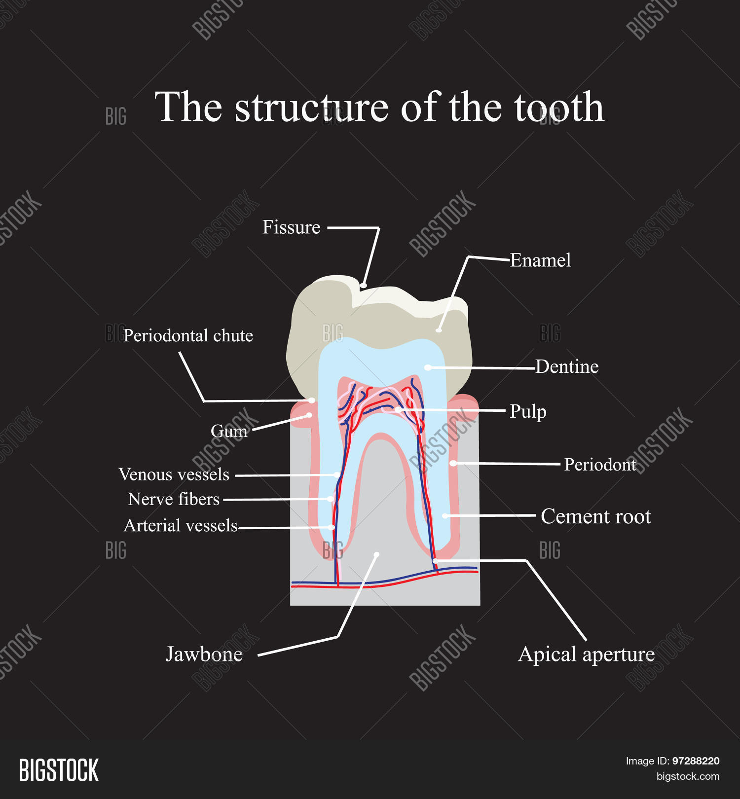 Anatomical Structure Vector & Photo (Free Trial) | Bigstock