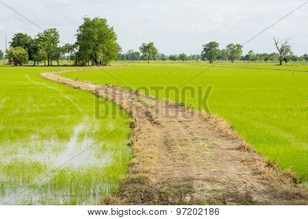 Long road to field rice ,Thailand.
