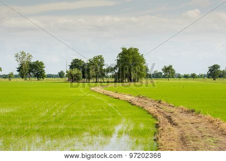 Long road to field rice ,Thailand.