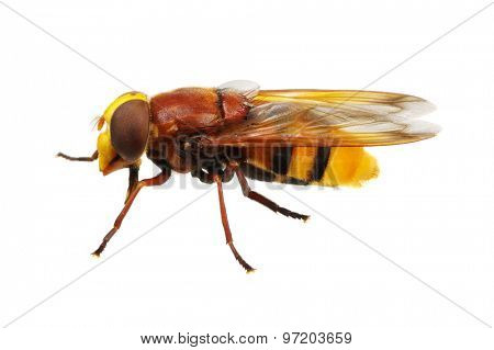 Horsefly isolated on white