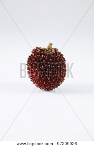pulasan  thick skin or wild rambutan on the white background