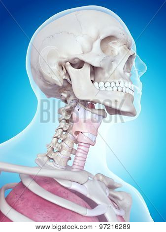 medically accurate illustration of the larynx anatomy