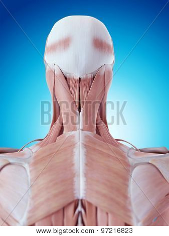 medically accurate illustration of the neck anatomy