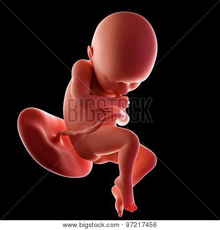 medical accurate illustration of a fetus week 36