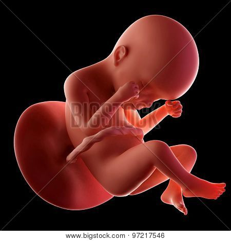 medical accurate illustration of a fetus week 24