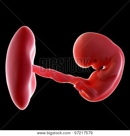 medical accurate illustration of an embryo week 8