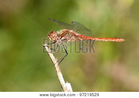 Dragon Fly