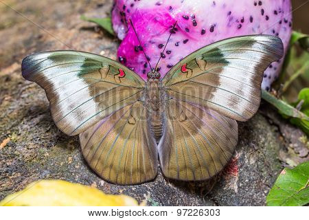 Female Redspot Duke Butterfly