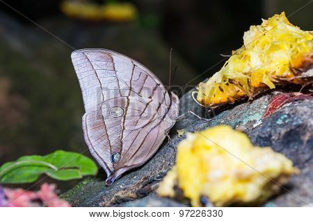 Koh-i-noor Butterfly