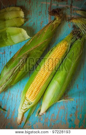 Freshly Picked Ear Of Maize, Sweet Corn Cob