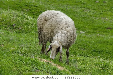 View of field, acacia forest and  white sheep