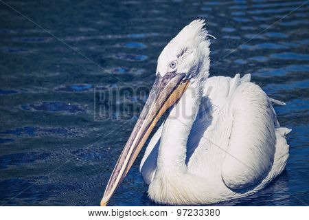 Pelican Sideways On An Empty Water Surface