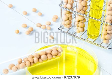 Soybean Genetically Modified, Plant Cell
