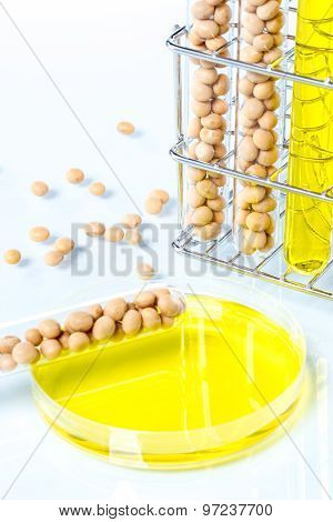 Soybean Genetically Modified, Plant Cell
