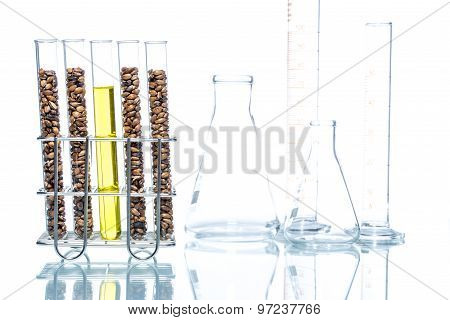 Wheat Genetically Modified, Plant Cell