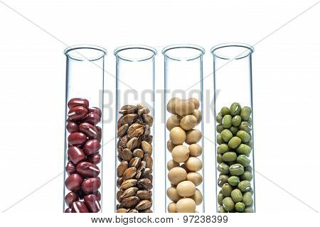 Legume With Wheat Genetically Modified, Plant Cell