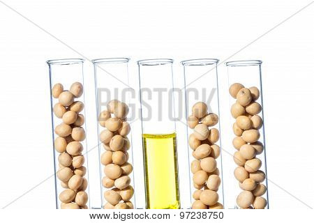 Soybean Genetically Modified, Plant Cell