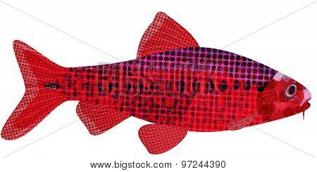 Exotic Aquarium Fish.