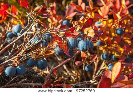 Many black blueberries on a bush with red leaves.
