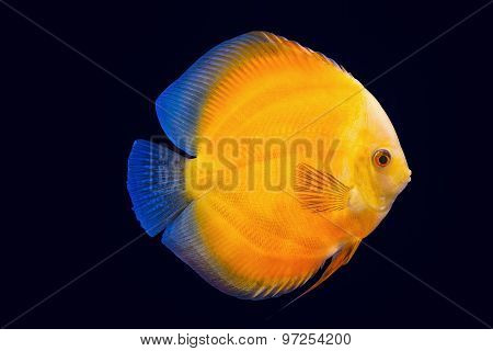 Pompadour Fish