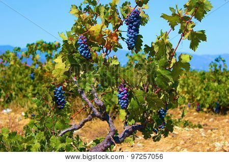 California Winery